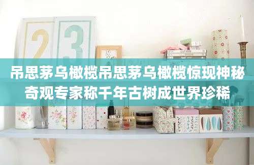 吊思茅乌橄榄吊思茅乌橄榄惊现神秘奇观专家称千年古树成世界珍稀