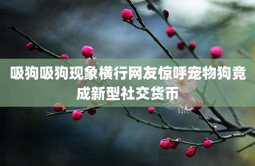 吸狗吸狗现象横行网友惊呼宠物狗竟成新型社交货币