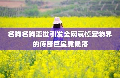 名狗名狗离世引发全网哀悼宠物界的传奇巨星竟陨落
