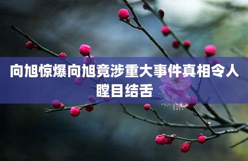 向旭惊爆向旭竟涉重大事件真相令人瞠目结舌